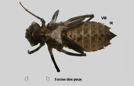 Exuvie de Cordulie métallique