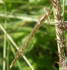 Leste brun, femelle immature