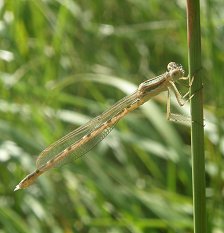 Leste brun, femelle immature