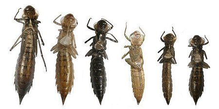 Exuvies d'aeshnidae