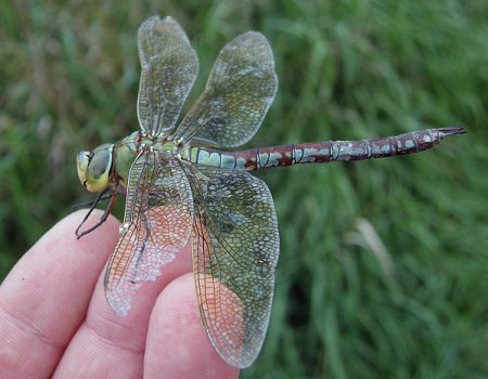 Anax imperator, femelle usée