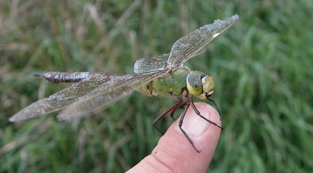 Anax imperator, femelle usée